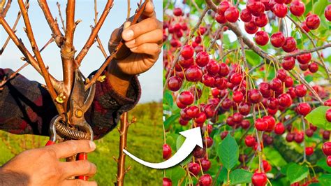 Pruning cherry trees. Things To Know About Pruning cherry trees. 